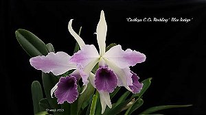 Cattleya C. G. Roebling Coerulea 1 - Espata Floral