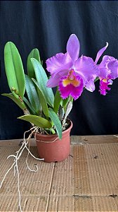 Cattleya Hawaiian Night Life - 2 Flores + Frente com botao