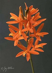 Laelia Hispidula 'Lucas de Assis' 4 - Haste Floral