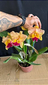 Blc. (Chyong Guu Chaffinch x Queen of Carnival) - 3 Espatas Florais (Botao)