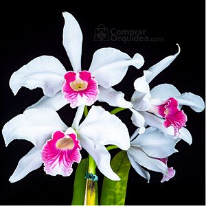 Laelia Purpurata Carnea 'Cereja' 3 - Espata Floral