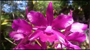 Cattleya Bactia 'Grape Wax' 3 - Vegetal