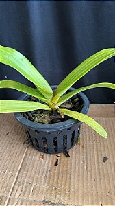 Rhynchostyllis Giganteum Misto 1