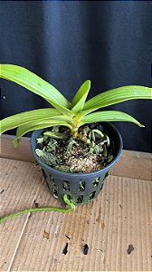 Rhynchostyllis Giganteum Misto 2