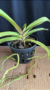Rhynchostyllis Giganteum Misto 3