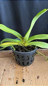 Rhynchostyllis Giganteum Misto 5