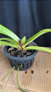 Rhynchostyllis Giganteum Misto 7