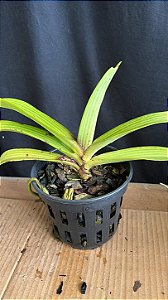 Rhynchostyllis Giganteum Misto 10