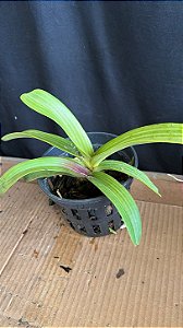Rhynchostyllis Giganteum Misto Duplo 12