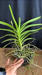 Vanda com Haste 1