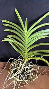 Vanda com Haste 6