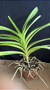 Vanda com Haste 7