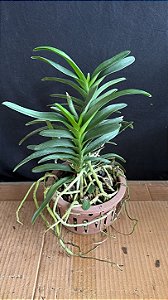 Vanda Dupla 10