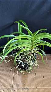 Vanda Dupla 12
