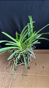 Vanda Dupla 13