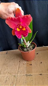 Blc. NSA Linda Dona - Florida