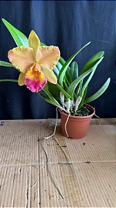 Blc. (Suzuki's Yellow Flare x Mirian Suzuki 'Rotunda') - Florida (Otima Cor)