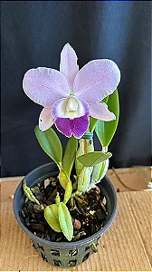 Lc. Mini Purple Coerulea 'Suzuki' 2 - Botao