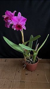 Blc. (Rolf Altenburg x Irene Finney) 1 - Florida + Frente com Espata Floral