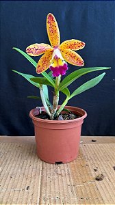 CAttleya Tropical Pointer 'Cheetah' 2 - Florida (Bem Amarela)