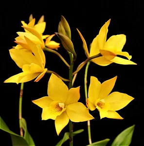 Iwanagara Appleblossom 'Golden Elf' 2 - Haste Floral