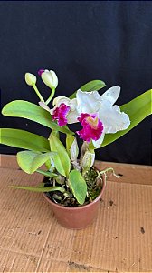 Lc. Persepolis Splendor 1 - 2 Frentes Floridas