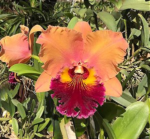 Blc. Mirian Suzuki 'Rotunda' 1 - Espata Floral + Vaso Cheio