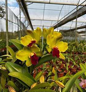 Blc. Red Gold 1 - Espata Floral