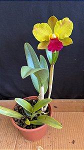 Blc. Red Gold 3 - Florida