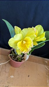 Blc. Moon Star 1 - 3 Flores