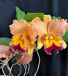 Blc. (Chyong Guu Chaffinch x Queen of Carnival) 2 - Botao + Super Cheia