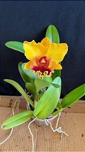 Blc. Mirian Suzuki 'Sunset' - Florida + Frente com Espata (Vaso Cheio(