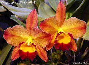 Pot. Little Toshie H&R 1 - Botoes + Espata Floral + Brotacao