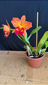 Pot. Little Toshie H&R 2 - 2 Flores