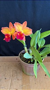 Pot. Little Toshie H&R 3 - 2 Flores (Perfeitas)
