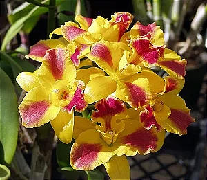 Pot. Burana Beauty 'Burana' - Cacho de Botoes
