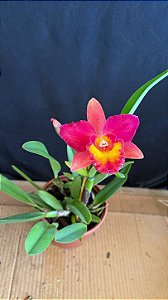 Slc. (Hawaiian Prominence America x Free Spirit) 2 - Florida + Vaso Cheio