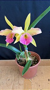 Blc. (Amazing Thailand x Maikai Mayumi) 1 - 2 Flores (Amarela Top)