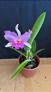 Blc. (Amazing Thailand x Maikai Mayumi) 3 - Florida (Exotica)
