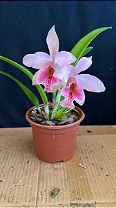 Blc. (Amazing Thailand x Maikai Mayumi) 4 - Florida (Fofa)