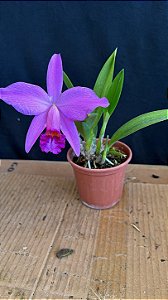 Laelia (Pumitans x Jongheana) - Florida