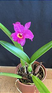 Blc. (Tiago Suzuki 'Sunlight' x Maikai Mayumi) - Florida (Perfumada)