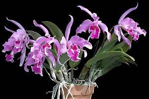 Cattleya Maxima 1 - Vegetal