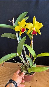 Cattleya (Helen Brown x Granulosa) - Florida Gigante