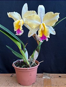 Cattleya (Loddigesii x Tropical Sunset) 2 - Cor Diferente