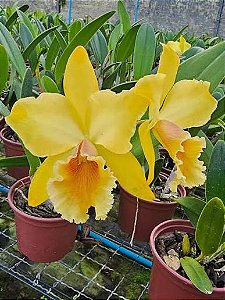 Blc. Suzuki's Golden Stripes 'Creme' - 3 Espatas Florais (Top)