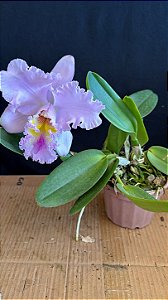 Blc. Thaksina Pink - Florida (Gigante)