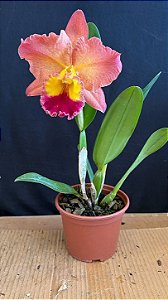 Blc. Exotic Dream 'Original' 2 - Florida (Perfeita)