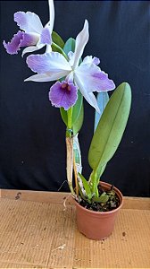 Cattleya C. G. Roebling Coerulea 4 - Florida (Top)