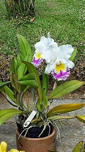 Bc. Pastoral Aniel Carnier - Botao